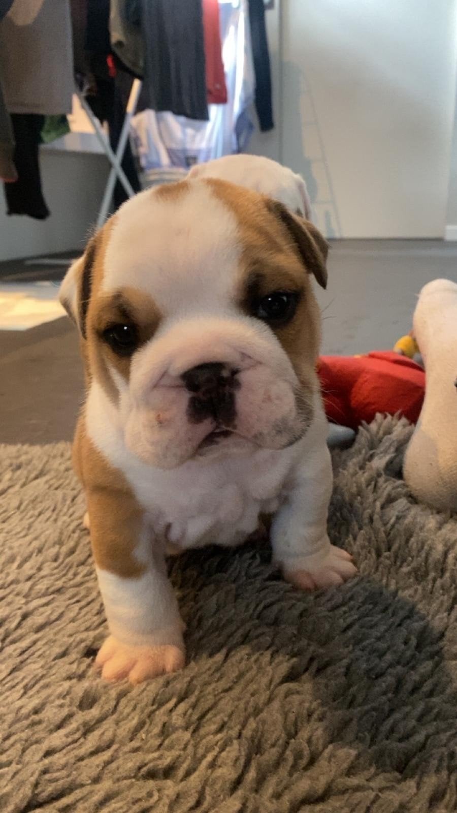 Engelse Bulldog Puppy, Reu, 8 tot 15 weken, Bulldog, Eén hond