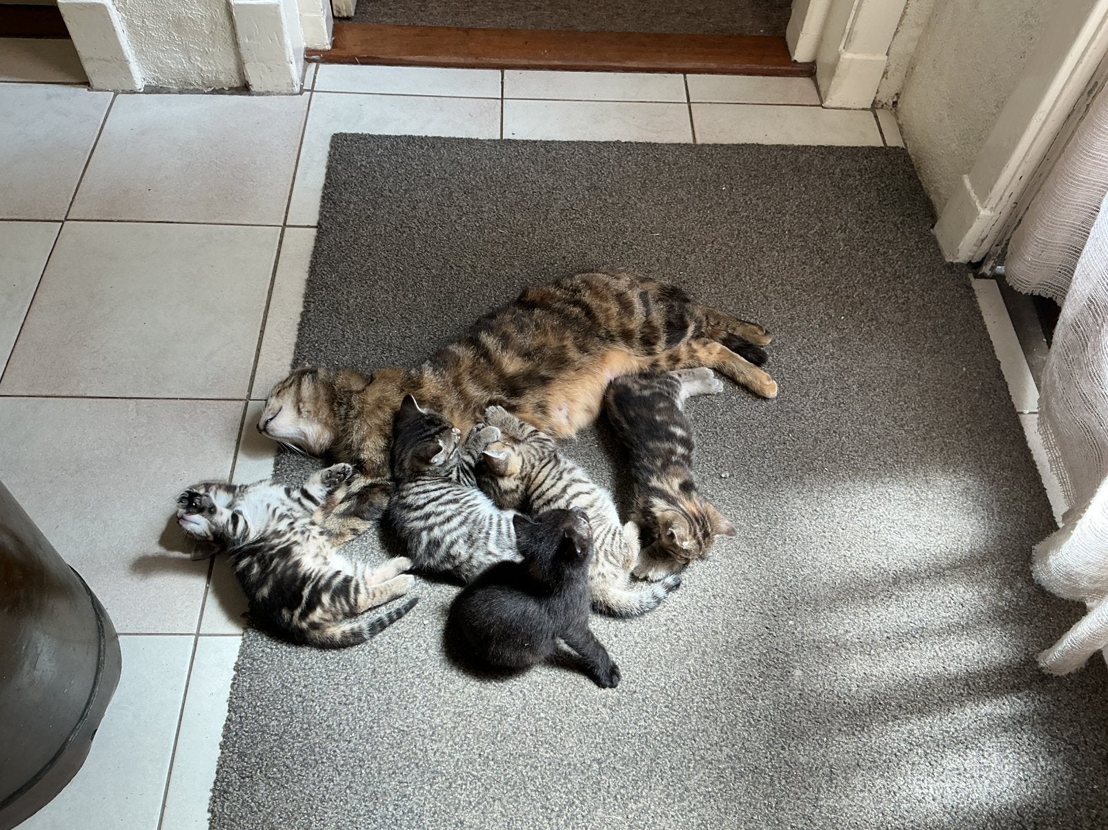 Kittens, Dieren en Toebehoren, Meerdere dieren