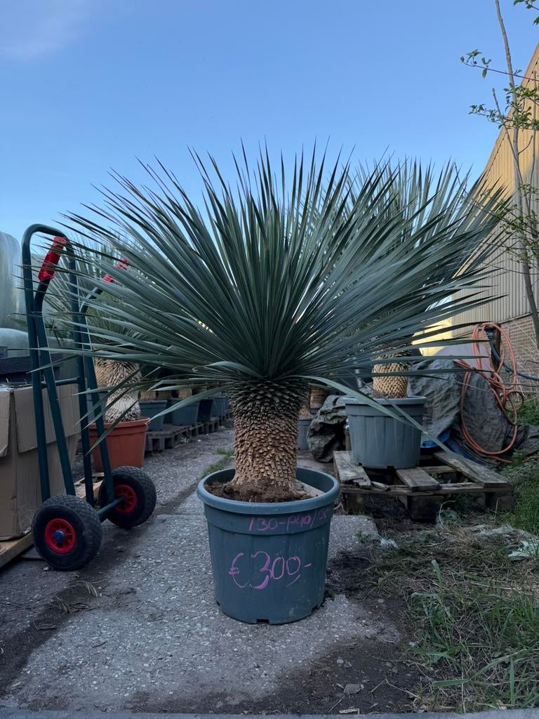 Yucca rostrata met volle kroon – exact exemplaar!, Tuin en Terras, Planten | Bomen, Volle zon, 100 tot 250 cm, Zomer, Overige soorten