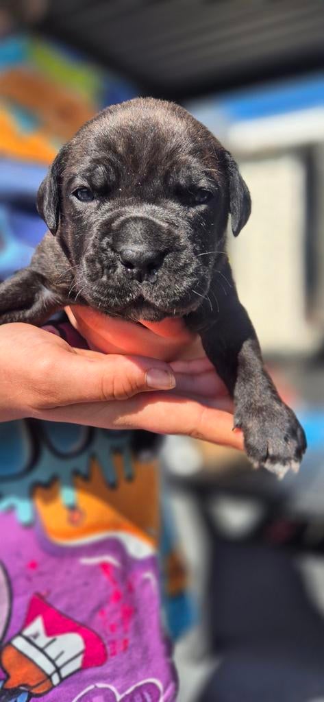 Cane corso pups, Dieren en Toebehoren, Overige rassen, 8 tot 15 weken, Meerdere, Meerdere dieren