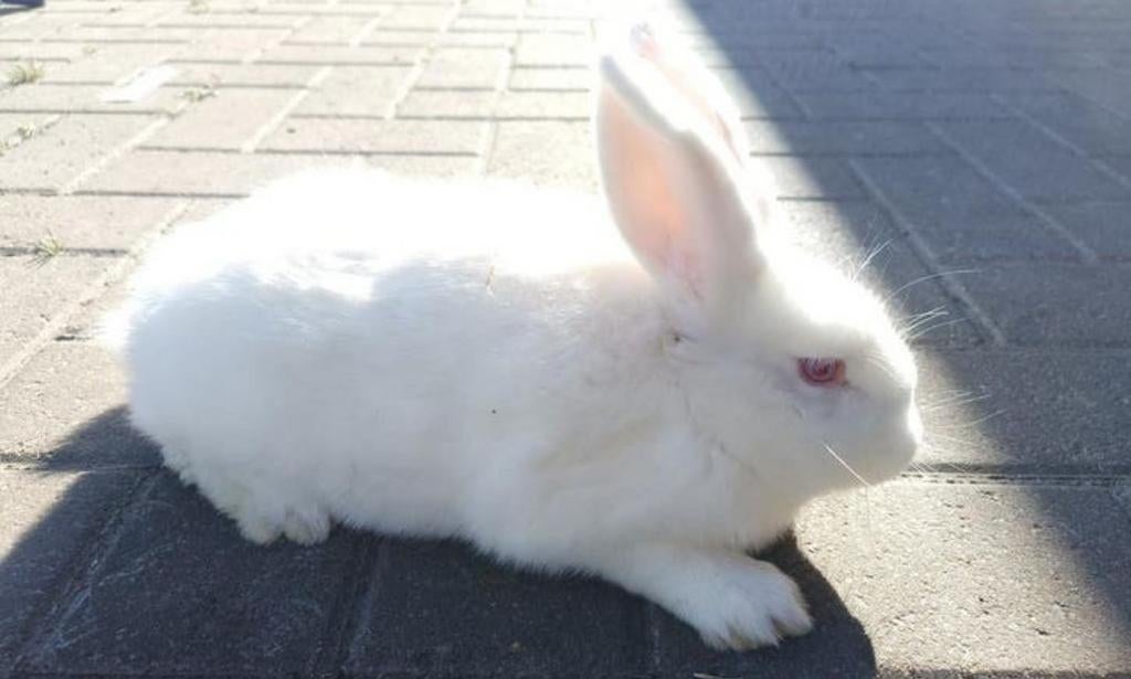 MOOIE RASSEN KONIJNEN BESCHIKBAAR, Dieren en Toebehoren, Konijnen, Meerdere dieren, Groot, 0 tot 2 jaar