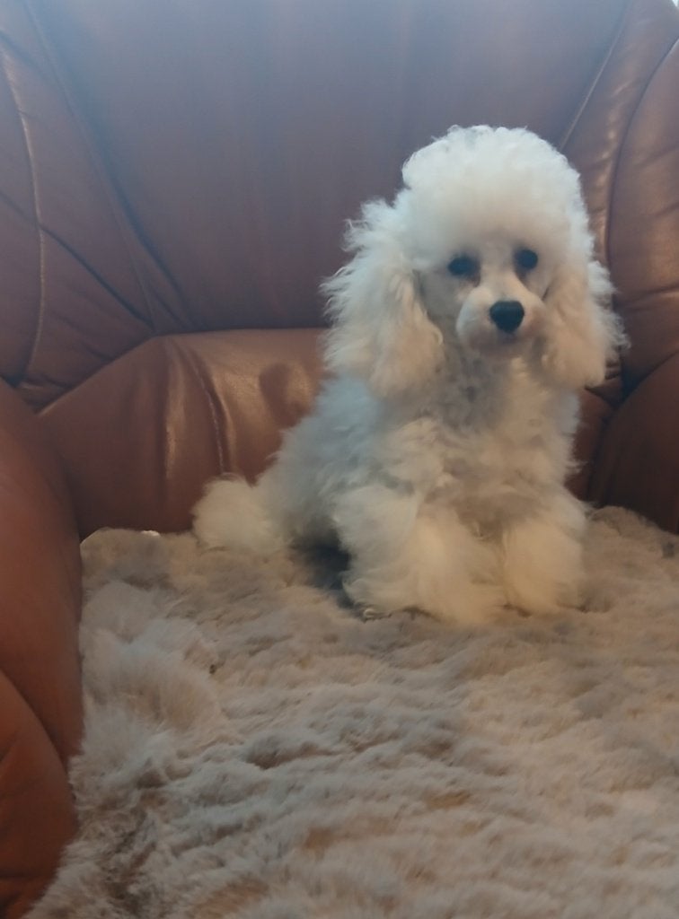 Toy poedel pup, Dieren en Toebehoren, Poedel, 15 weken tot 1 jaar, Teef, Eén hond