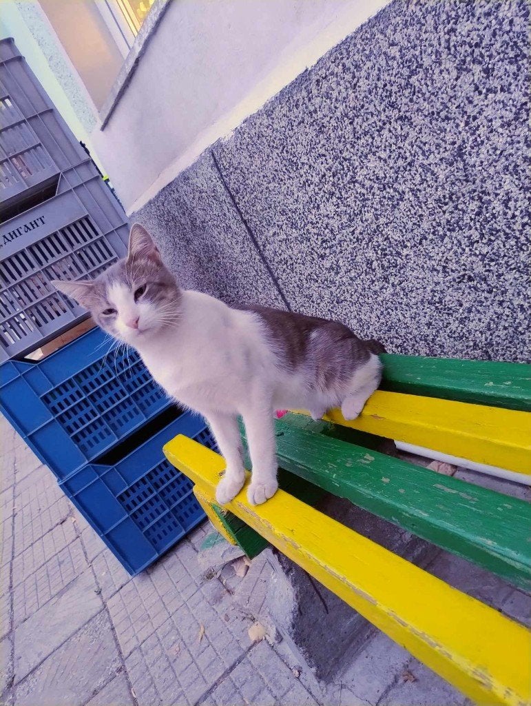 Max Bulgarije zoekt een adoptant of gastouder, Kater, Kortharig, 3 tot 5 jaar
