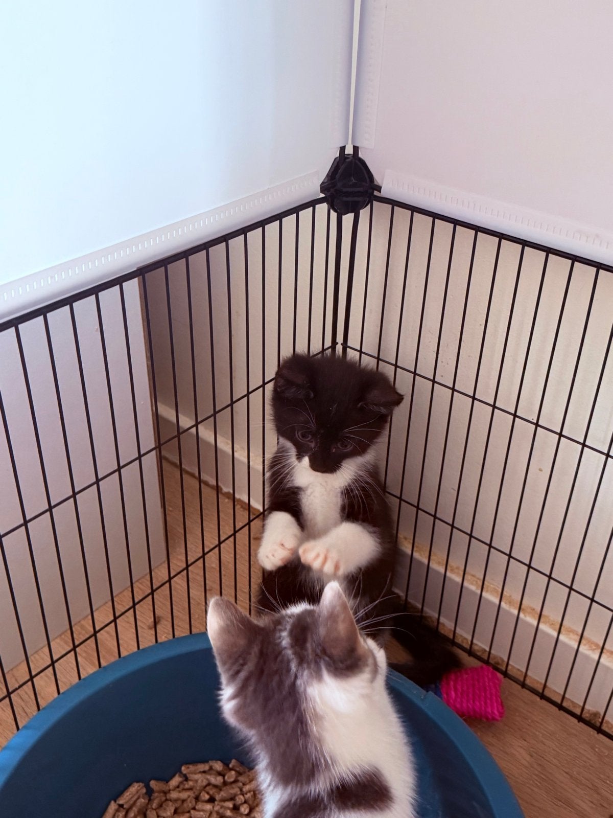 Foto 8 van Kittens mogen het nestje verlaten.