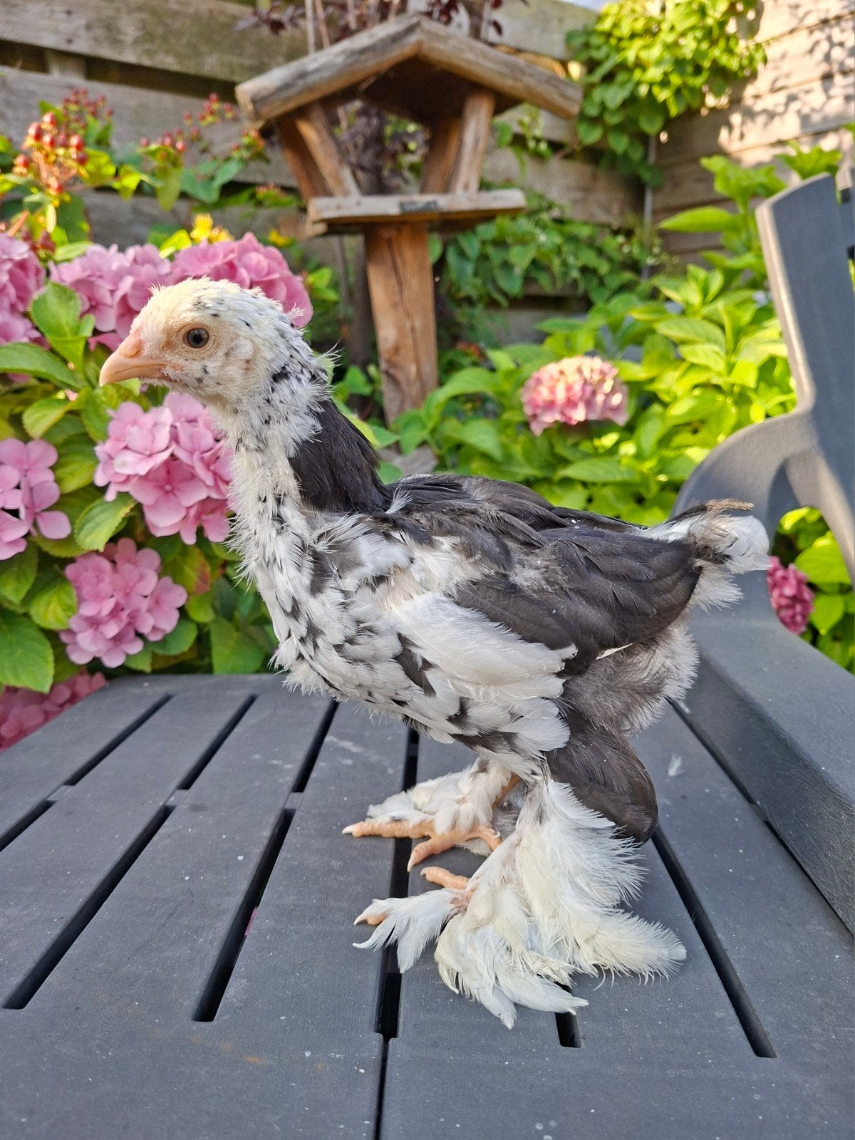 Brahma groot soort kuikens,  gesexst hennetjes, Dieren en Toebehoren, Pluimvee, Vrouwelijk, Kip