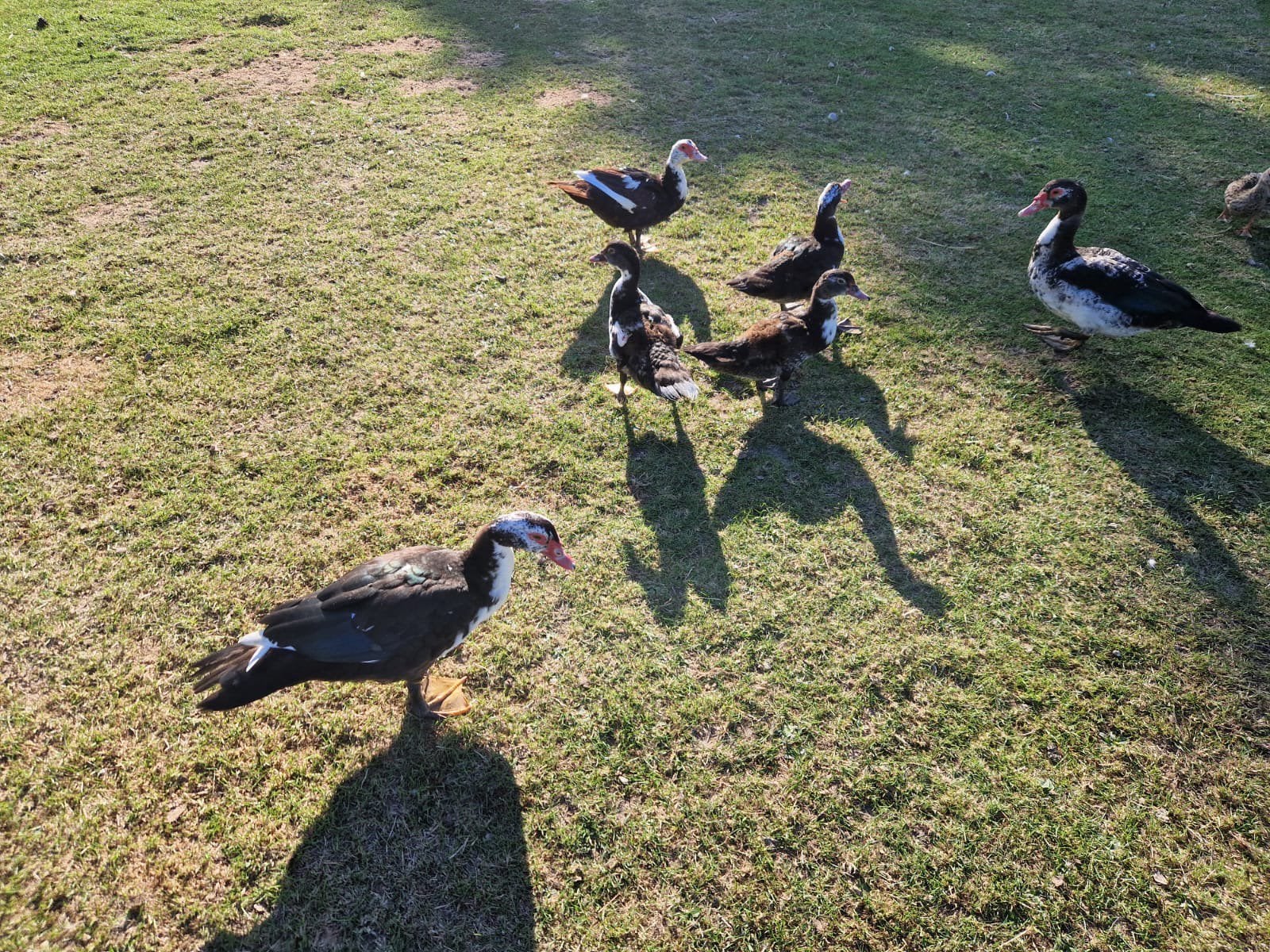 Jonge muskus eenden, Meerdere dieren