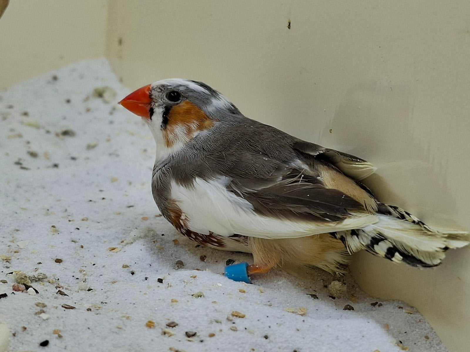jong koppel zebravinken bont x grijs koppel 3, Dieren en Toebehoren, Meerdere dieren, Tropenvogel, Geringd