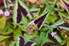 Mooie Persicaria 'Silver Brown' (Duizendknoop) in pot!, Tuin en Terras, Ophalen, Overige soorten, Volle zon