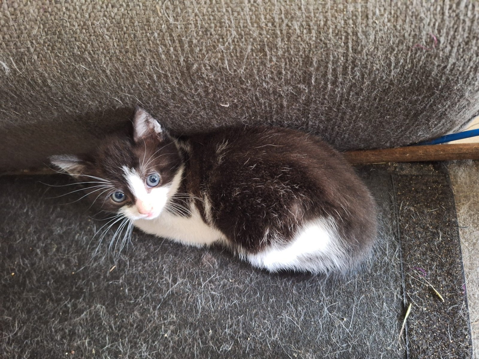 Kittens, Meerdere dieren