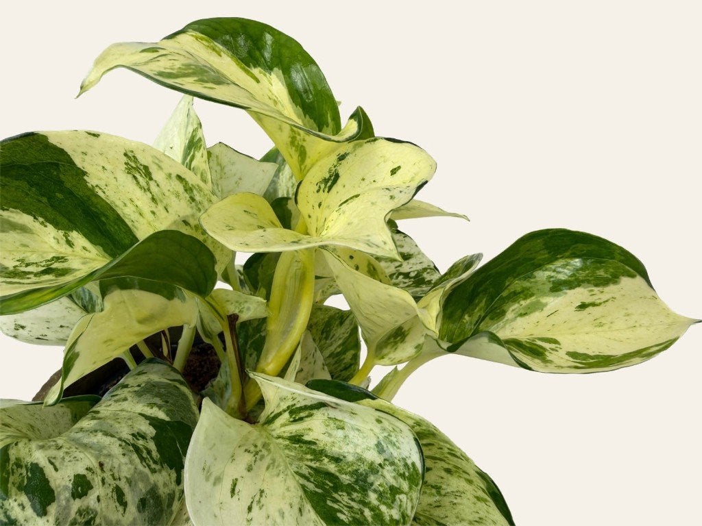 Epipremnum  Happy leaf p12, Huis en Inrichting, Kamerplanten, Ophalen of Verzenden, Halfschaduw, Minder dan 100 cm