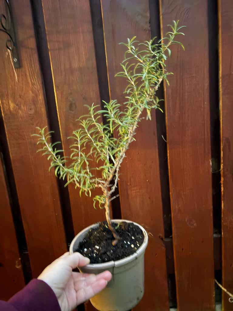 Rozemarijn plant - Ideaal voor kruidentuin, Tuin en Terras, Planten | Tuinplanten, Volle zon, Vaste plant, Ophalen of Verzenden