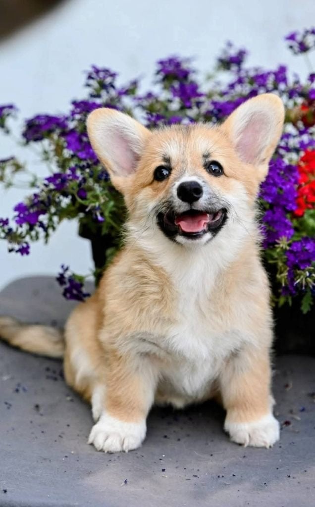 Welsh corgi pembrok, Dieren en Toebehoren, Sheepdog, 15 weken tot 1 jaar, Reu, Buitenland