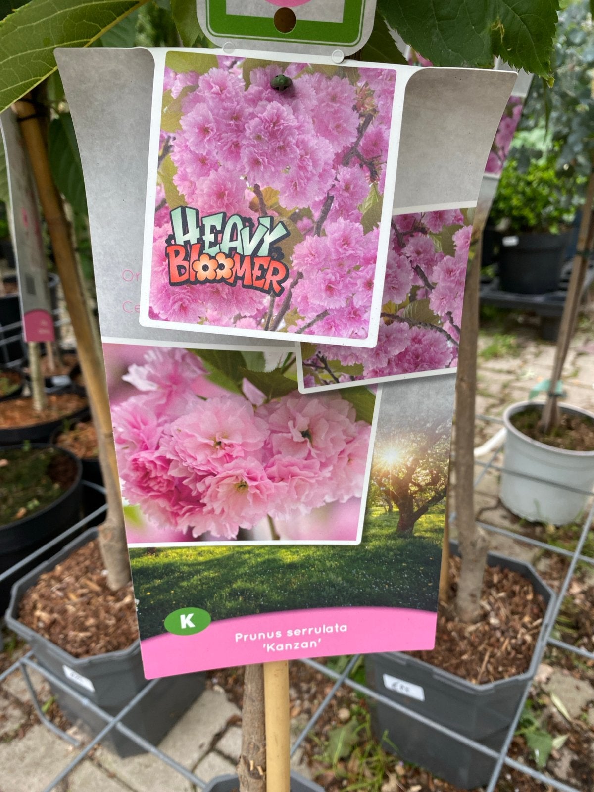 Prunus serrulata 'Kanzan' - Japanse sierkers, Overige soorten, Lente, 100 tot 250 cm, Ophalen