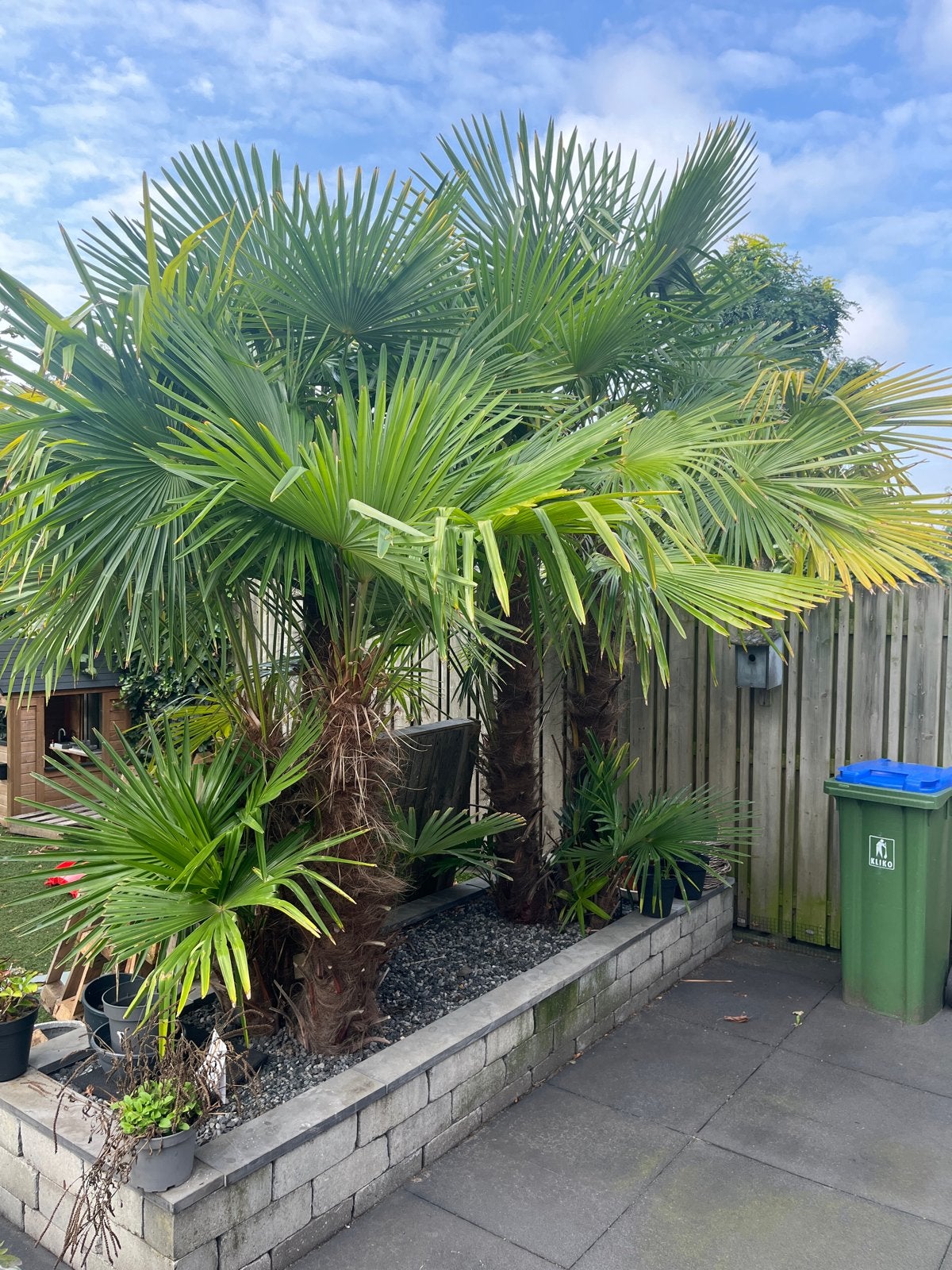 Trachycarpus Fortunei (Hennep Palm), Volle zon, Vaste plant, Bloeit niet, Ophalen