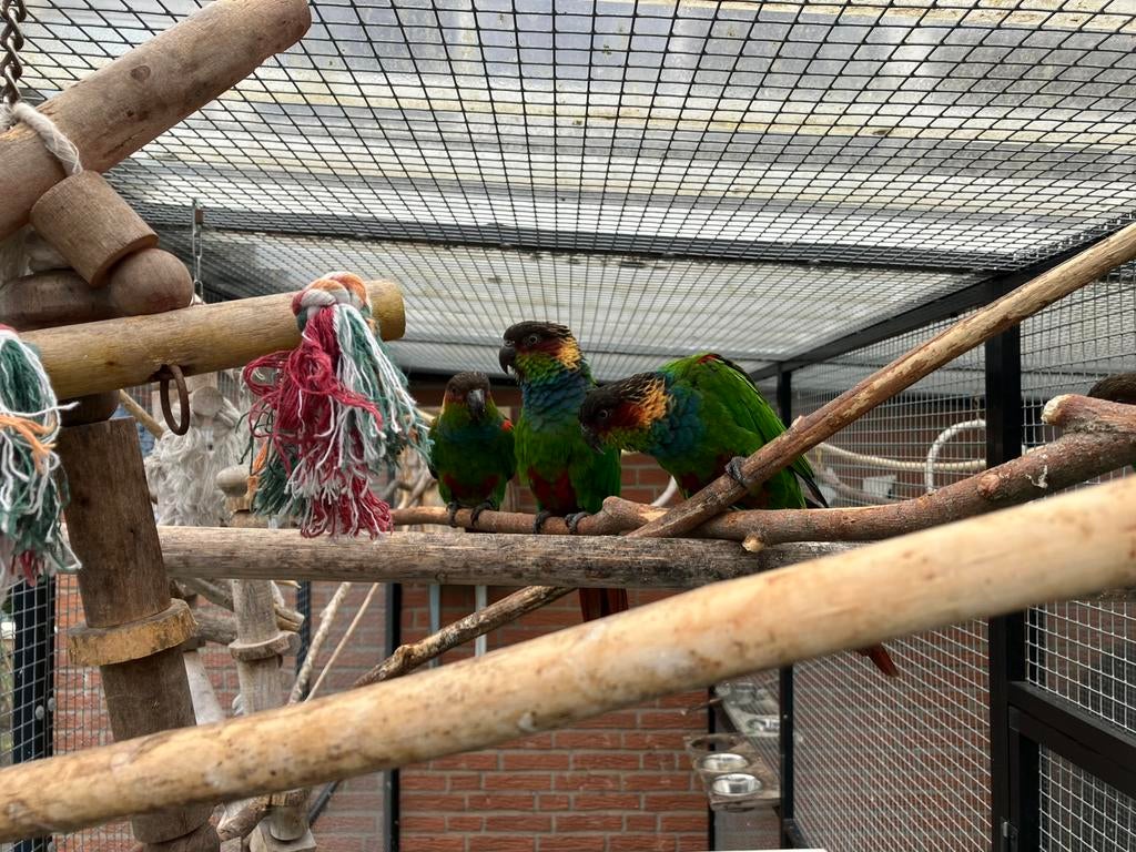 Bewezen koppel Pyrrhura Cruentata en 7 jongen te koop!, Dieren en Toebehoren, Meerdere dieren, Parkiet, Geringd
