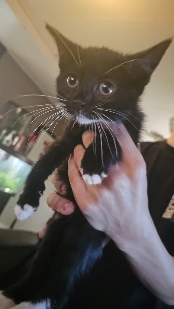 kittens, Meerdere dieren, Ontwormd, 0 tot 2 jaar
