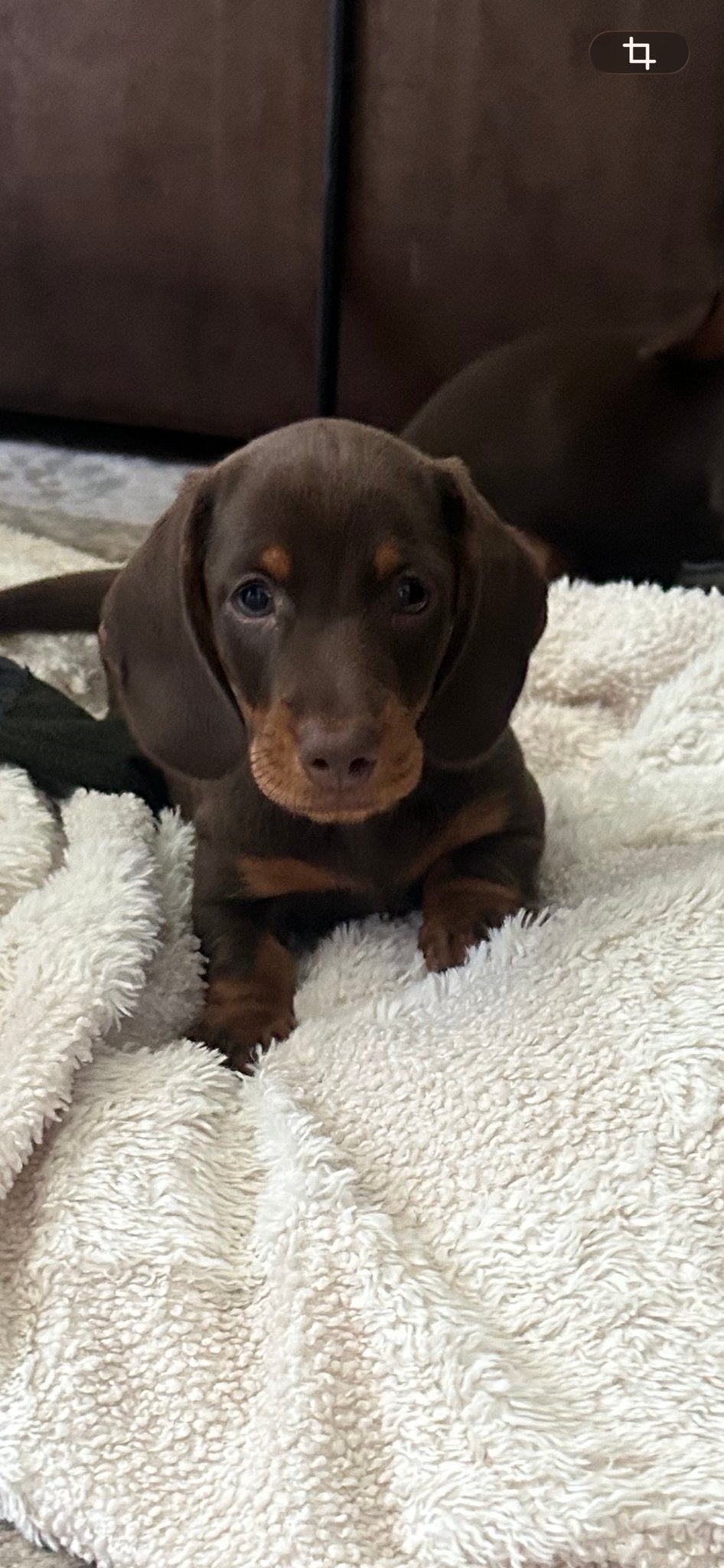 Super mooie kaninchen / dwerg teckels pups te koop, Dieren en Toebehoren, Honden | Teckels en Dashonden, Kaninchen, HCC (leverziekte)
