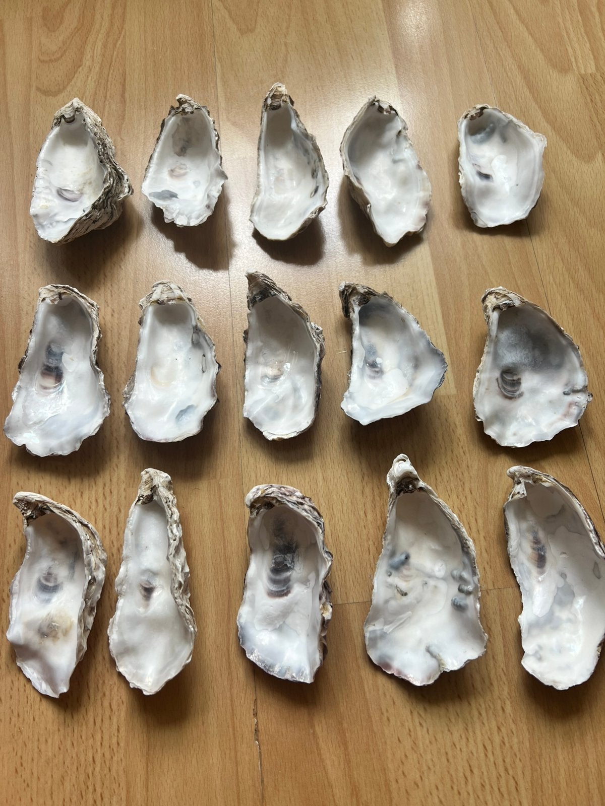 15 diepe oesters, Ophalen of Verzenden, Zo goed als nieuw, Natuurlijk materiaal, Grijs