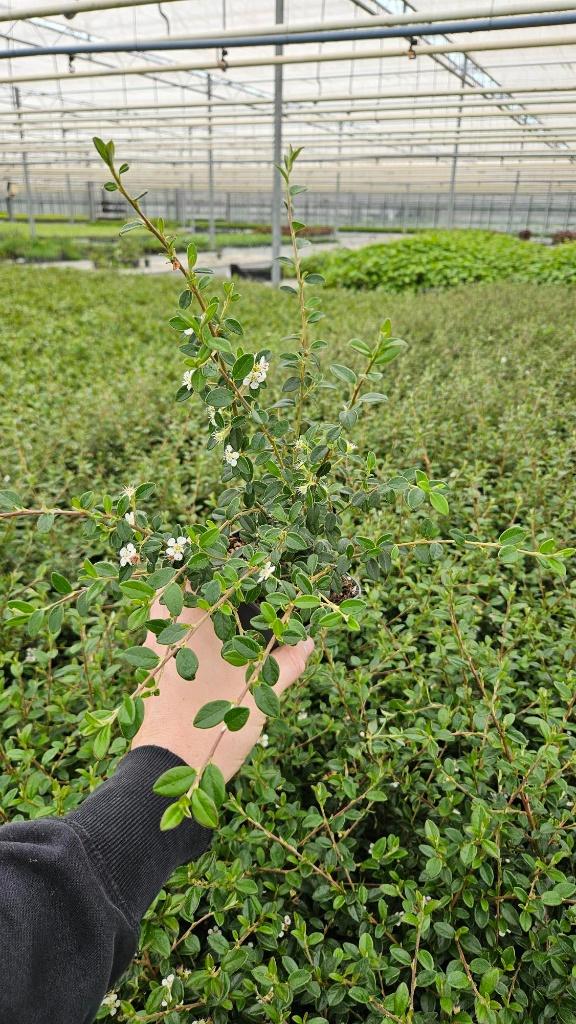 Cotoneaster dam Miranda - dwergmispel - winterhard, Tuin en Terras, Bodembedekkers, Volle zon, Vaste plant, Ophalen of Verzenden