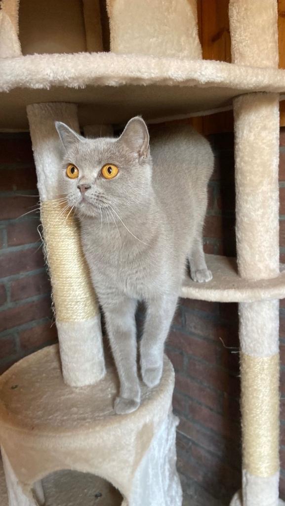 Raszuivere Lilac Britse Korthaar Poesje!, Poes, Gechipt, 3 tot 5 jaar