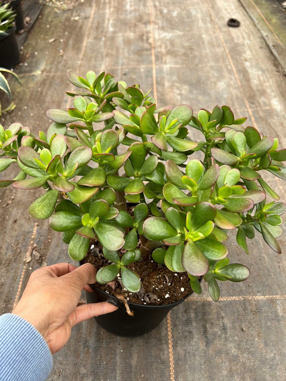 Crassula ovata or jadeplant pot17, Ophalen of Verzenden, Halfschaduw, Minder dan 100 cm