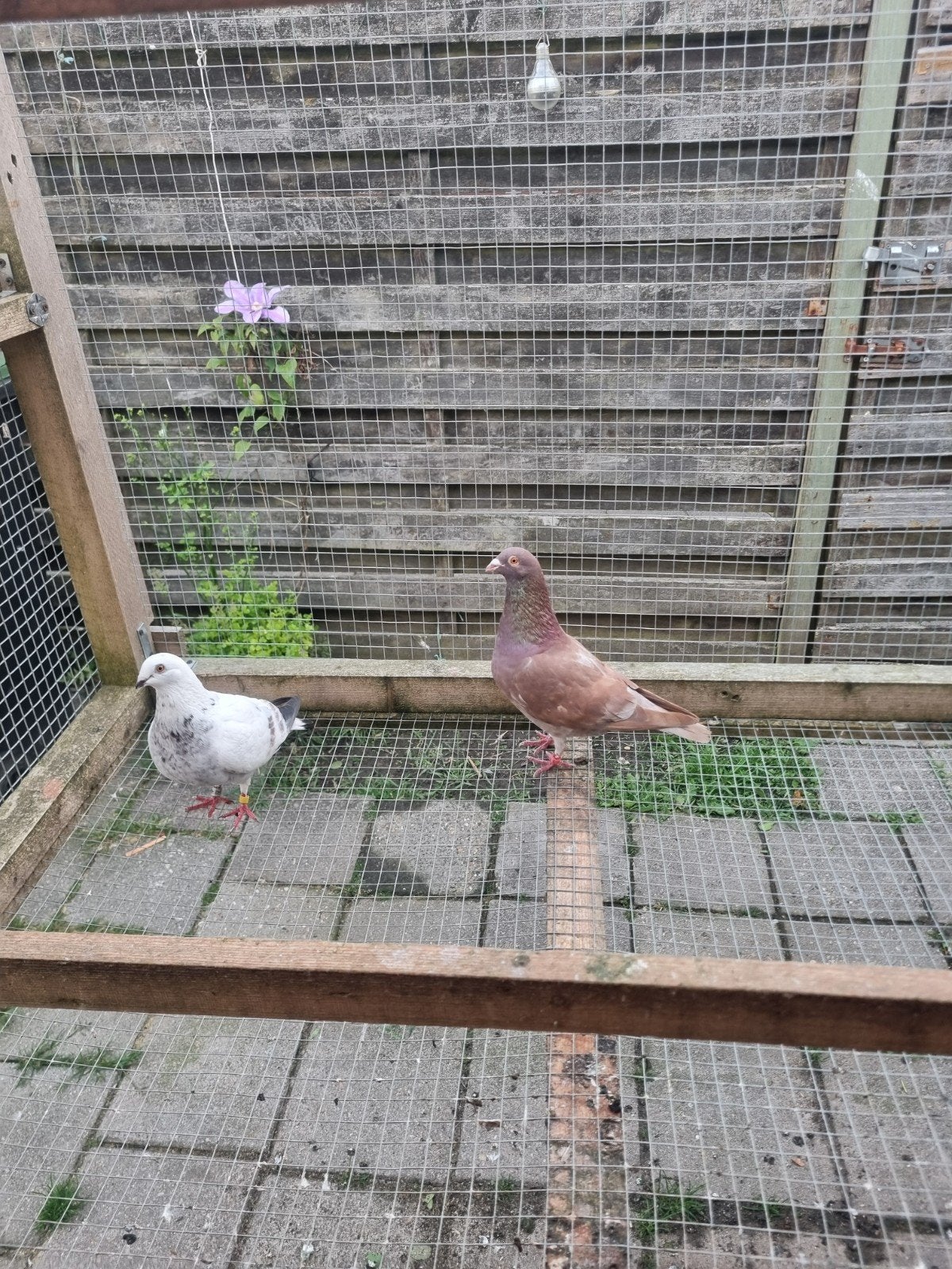 Duiven Gratis postduiven + kannarie, Dieren en Toebehoren, Vogels | Duiven, Meerdere dieren, Overige soorten