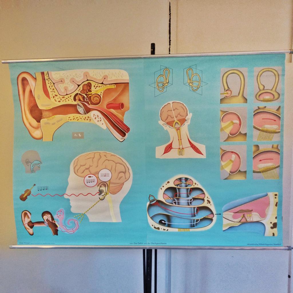 Grote medische wandplaat – het oor en het evenwichtsorgaan, Antiek en Kunst, Antiek | Schoolplaten, Ophalen, Natuur en Biologie