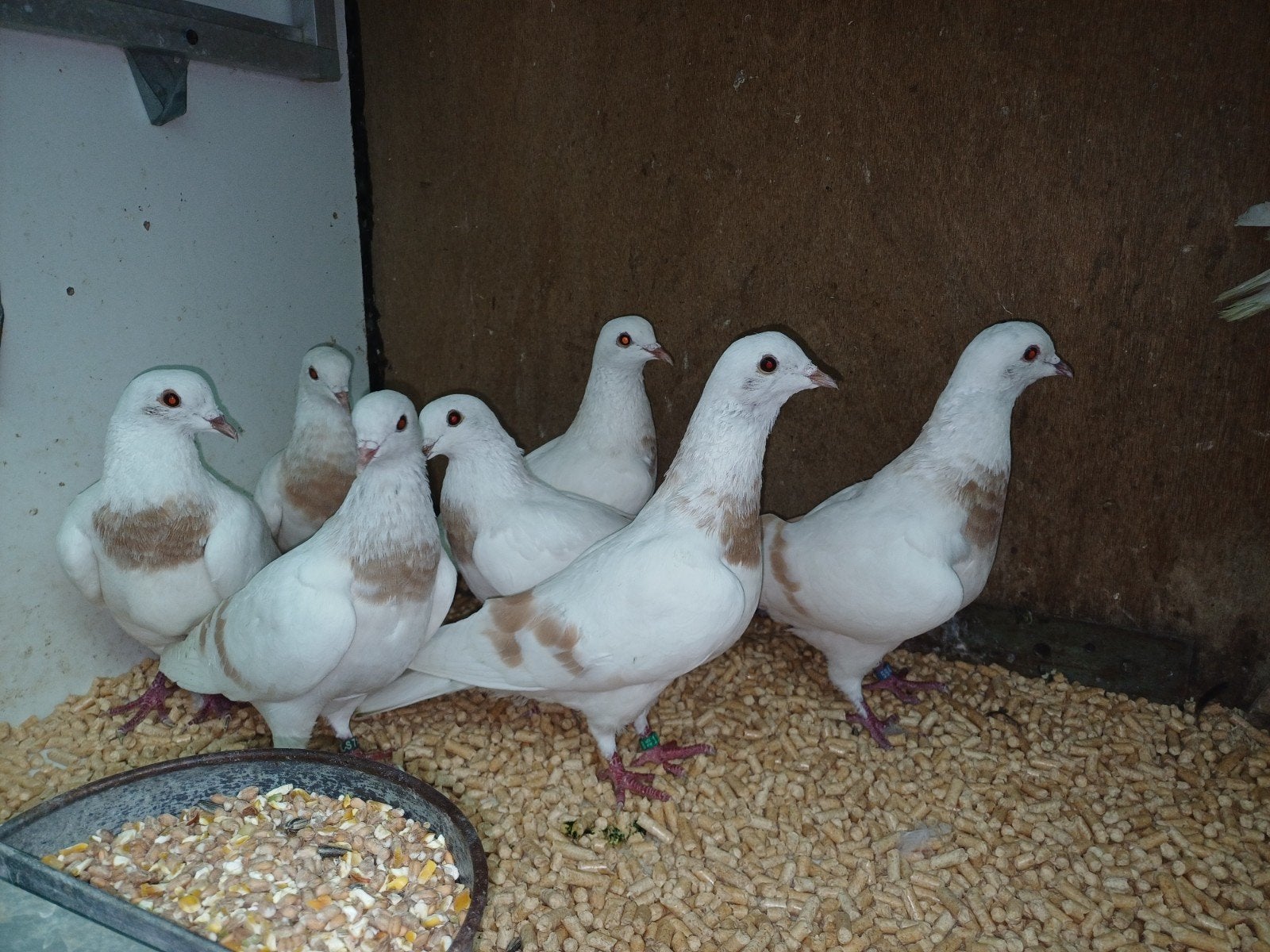 Thüringer maanduiven pst€5, Meerdere dieren