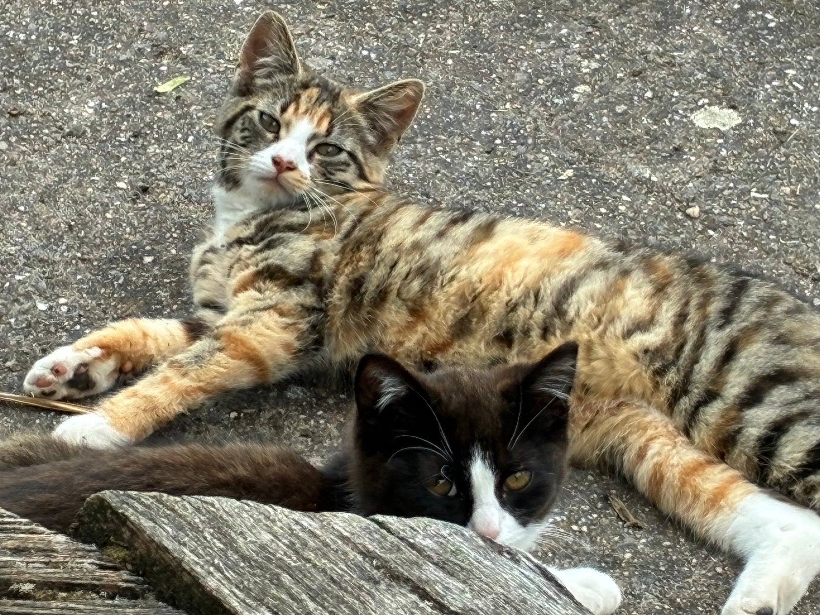 Prachtig gestreept poesje, een cypertje., Dieren en Toebehoren, Poes, Kortharig, 0 tot 2 jaar