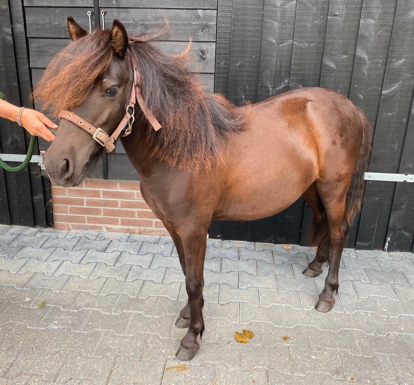 Mooie lieve grote Shetland merrie (1 jaar), Dieren en Toebehoren, Paarden en Pony's | Dekhengsten en Fokmerries, Merrie