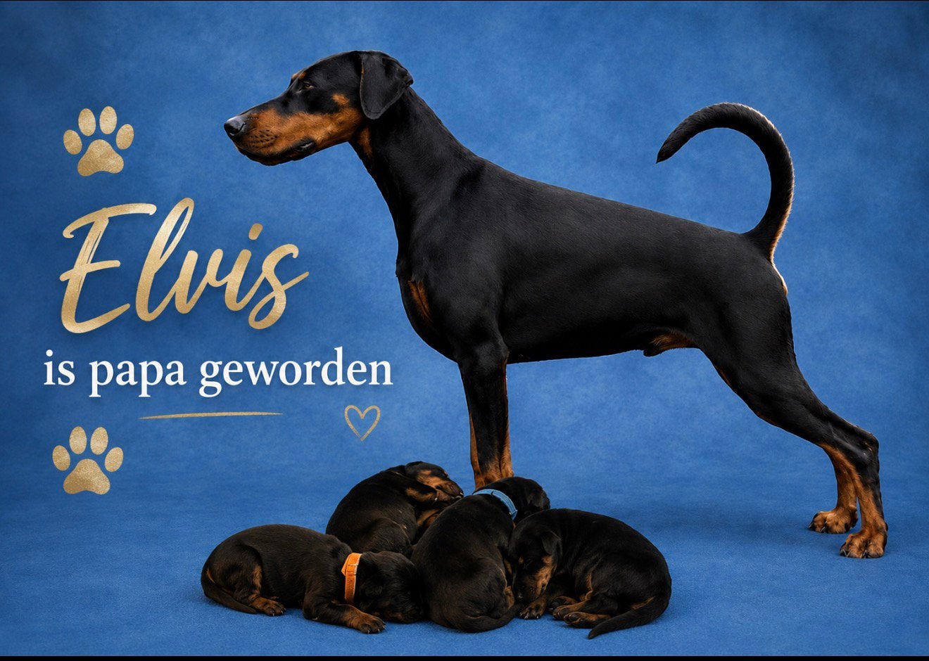 Dobermann pups, Parvo, 8 tot 15 weken, Meerdere, Meerdere dieren