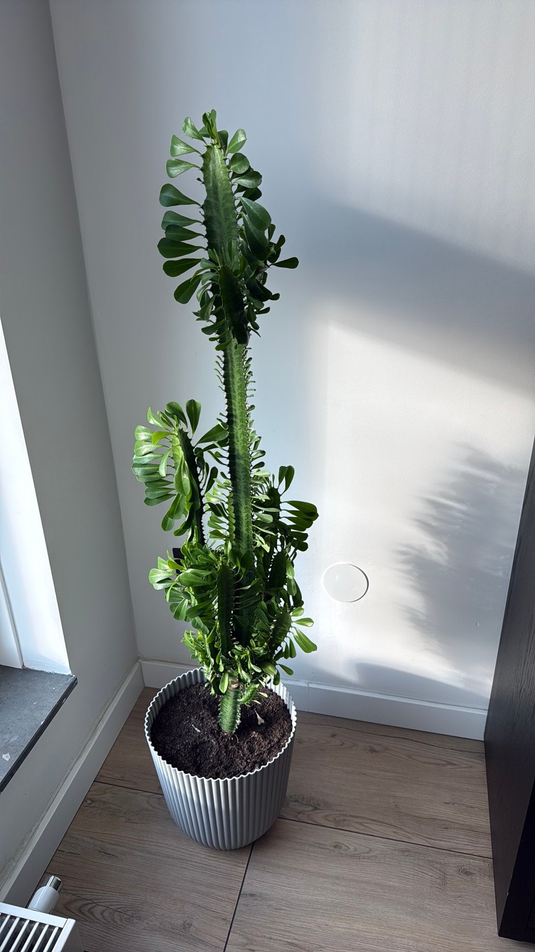 Mooie Euphorbia plant, Huis en Inrichting, Ophalen, Halfschaduw, 100 tot 150 cm