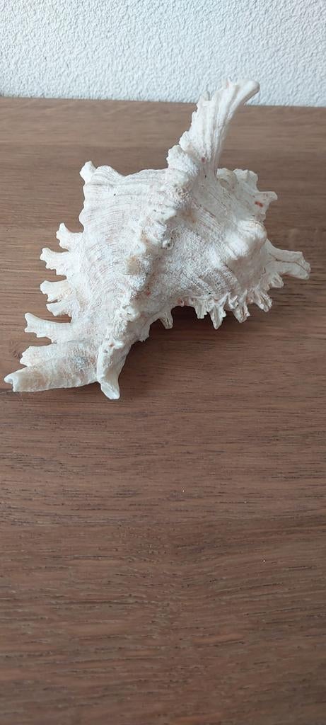 Murex Ramosus, roofslak uit de Grote Oceaan., Verzamelen, Ophalen of Verzenden