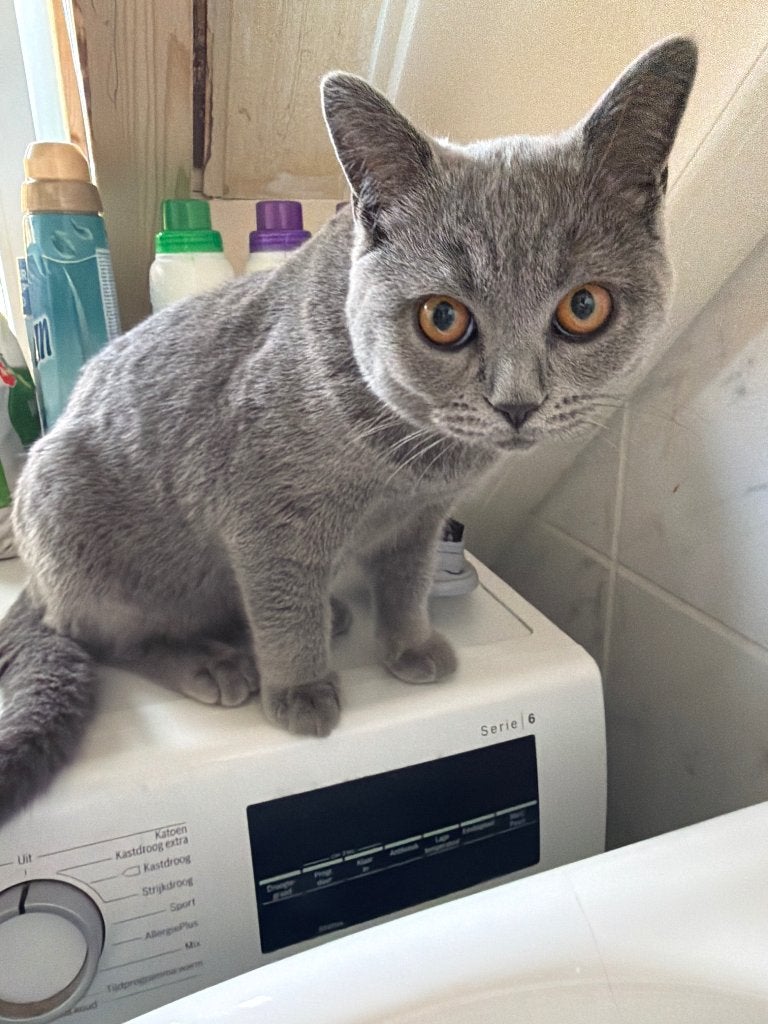 Grijze Britse korthaar, Dieren en Toebehoren, Katten en Kittens | Raskatten | Korthaar, Kater, Gechipt, 0 tot 2 jaar