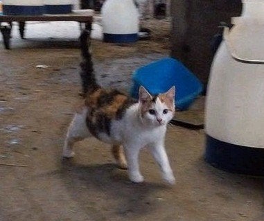 Poesje op zoek naar een leuk baasje!, Poes, Kortharig, 0 tot 2 jaar