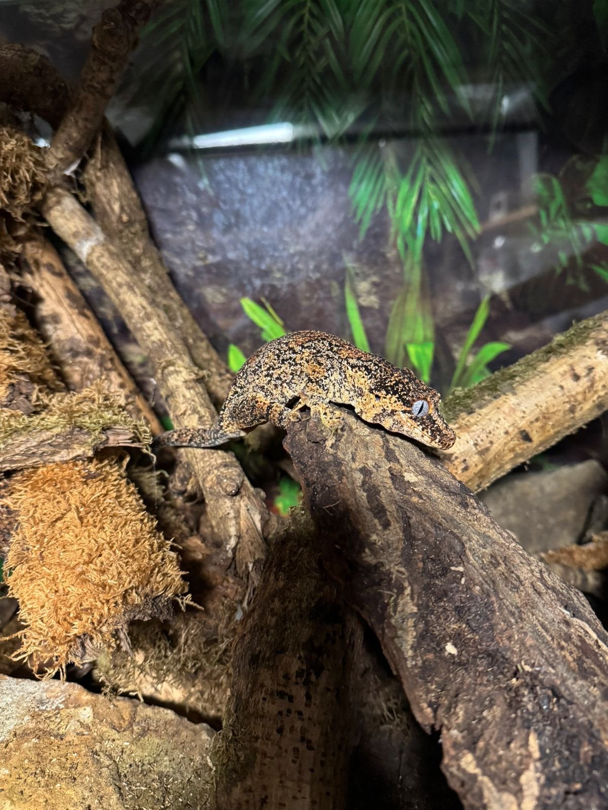 Gargoyle gekko trio (Rhacodactylus auriculatus), Ophalen, Zo goed als nieuw