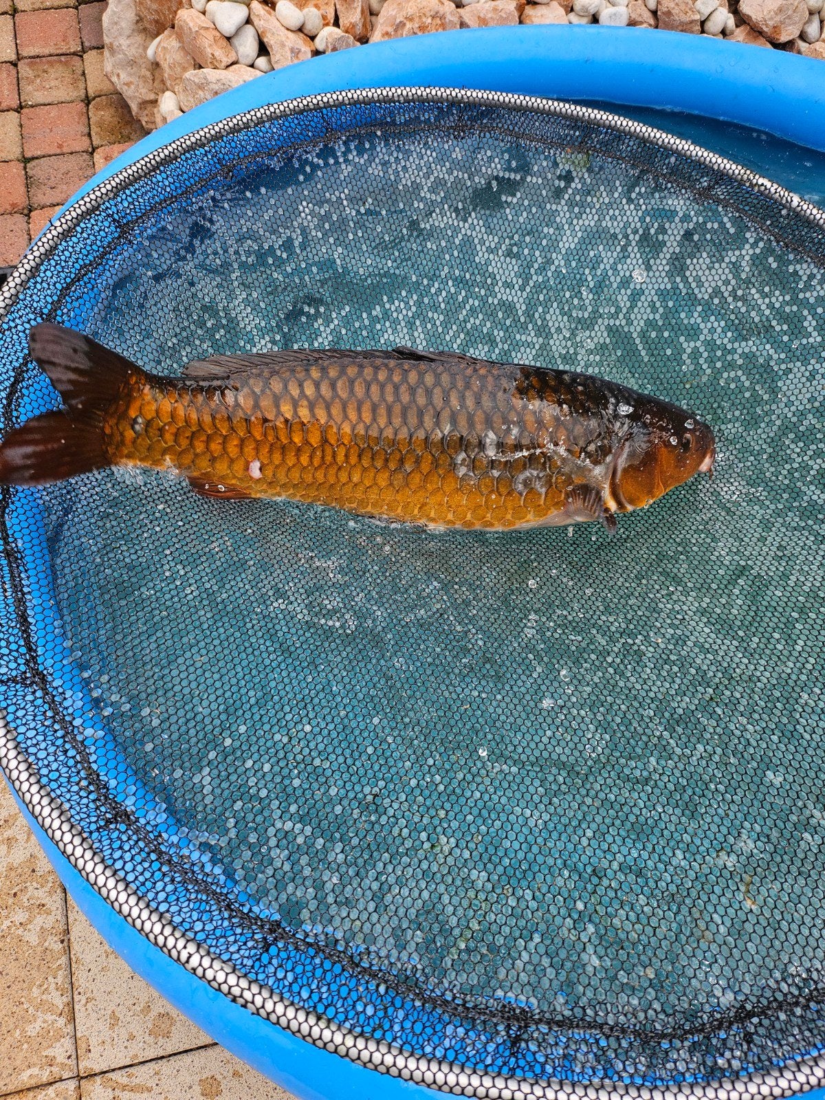 Koi Ochiba bruin/zilver, Karper of Koi