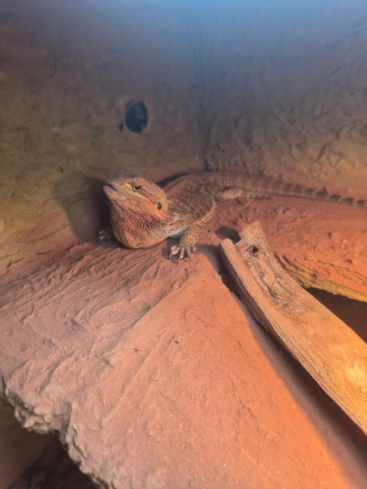 baardagaam met terrarium Bearded Dragon photo 3