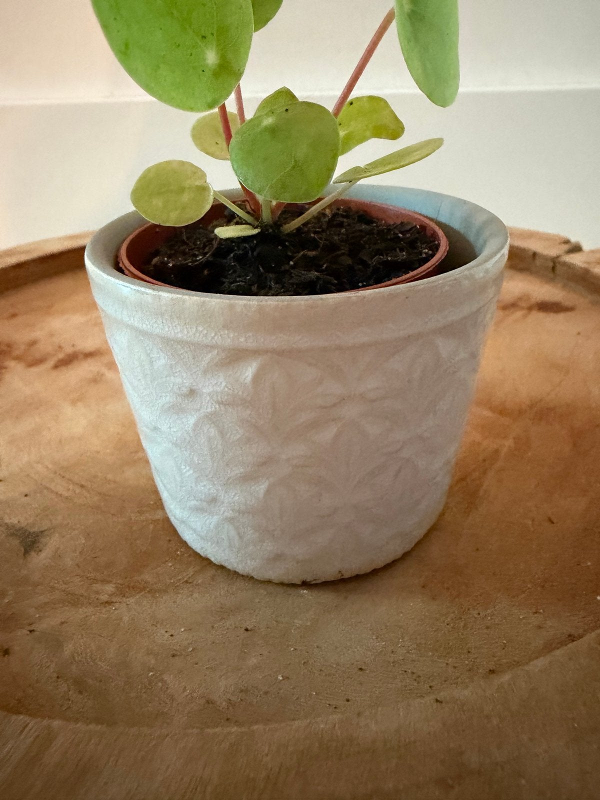 Wit bloempotje met pannenkoekplantje - 6 cm hoog, Huis en Inrichting, Overige soorten, In pot, Minder dan 100 cm, Groene kamerplant
