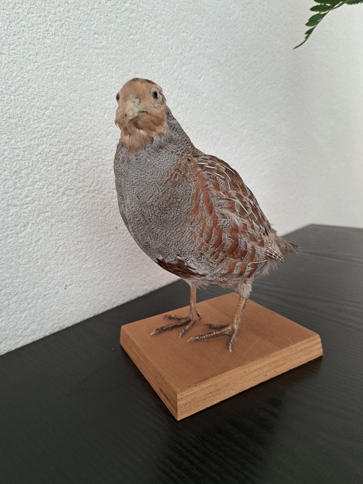 Opgezette patrijs., Ophalen of Verzenden, Vogel, Opgezet dier