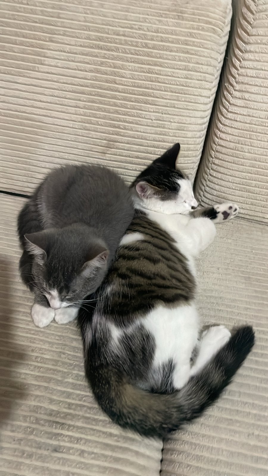 Kittens gratis