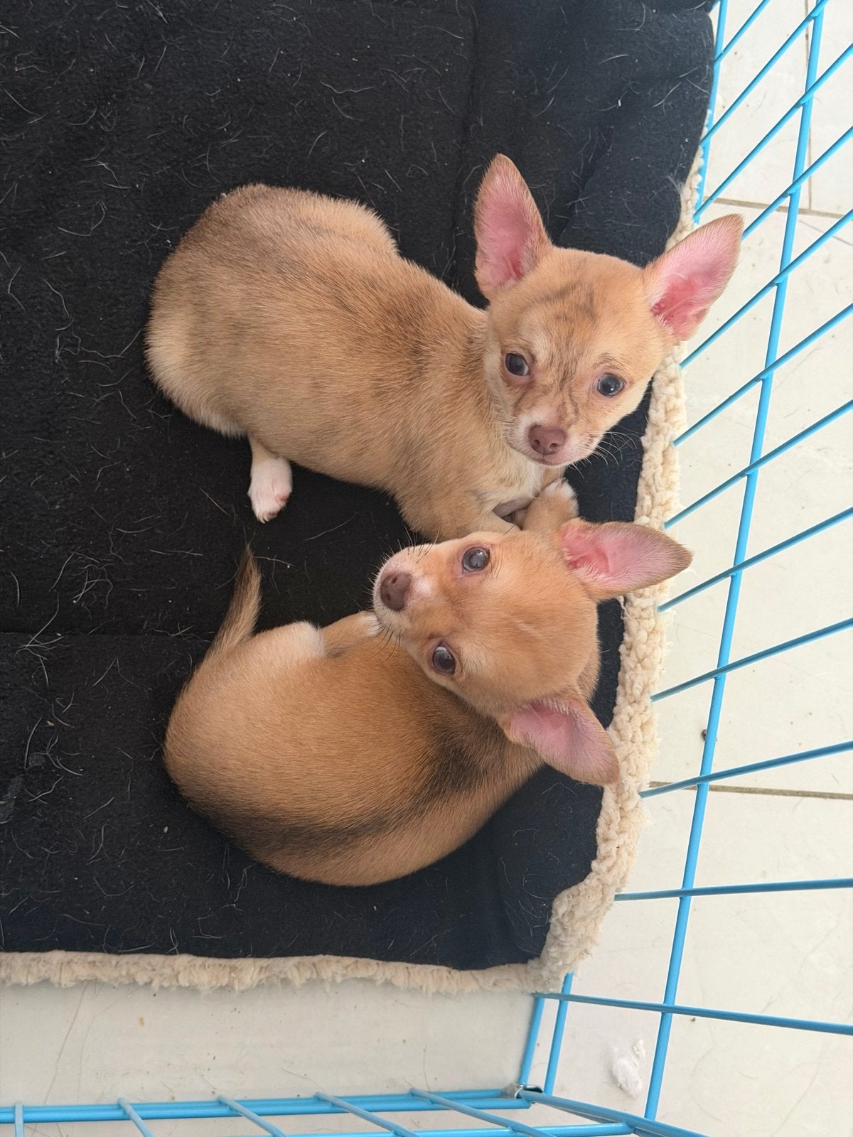 Chihuahua BRINDLE reutje, 8 tot 15 weken, Meerdere, Meerdere dieren, Chihuahua