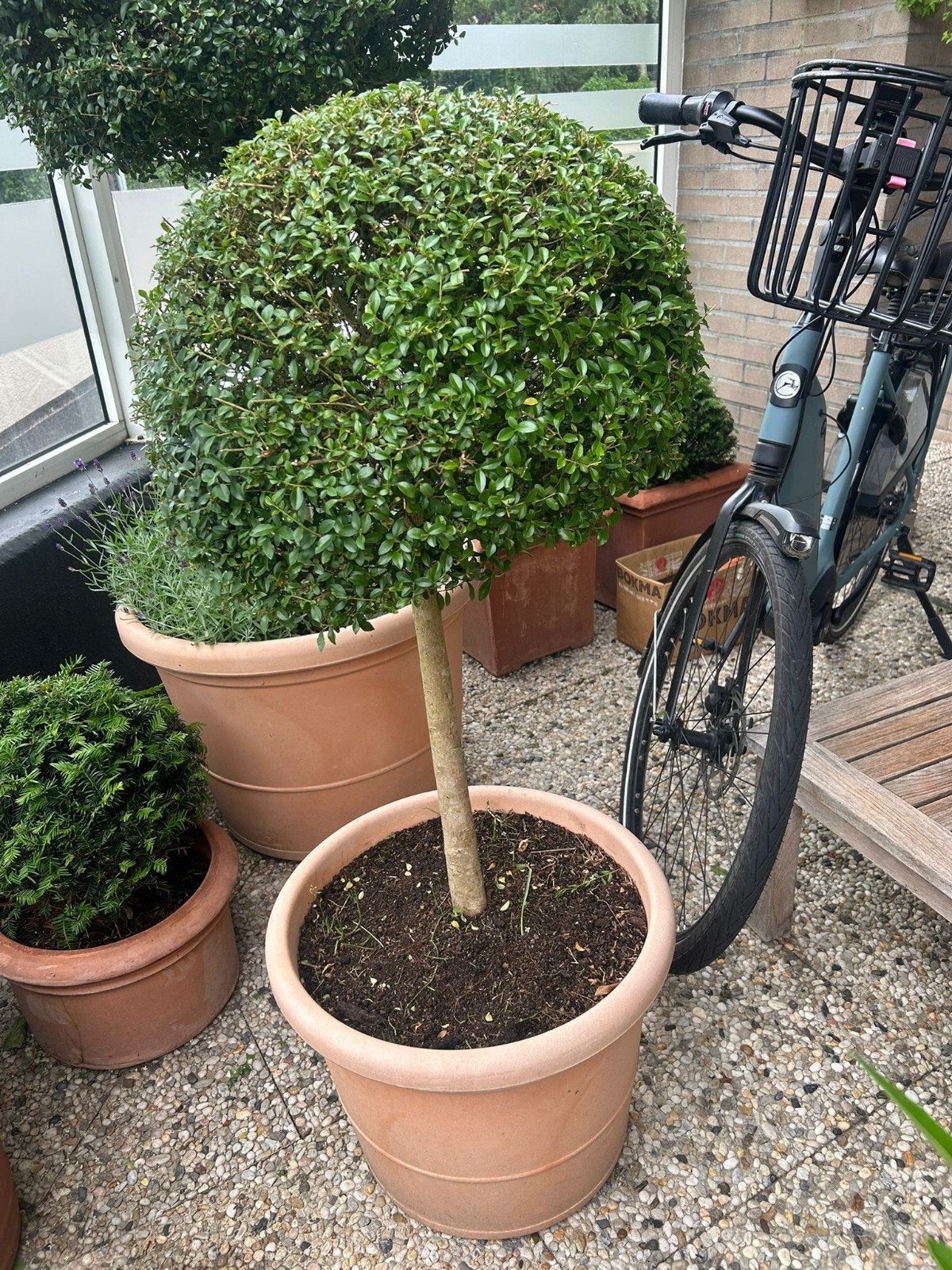Mooie volgroeide bol-Liguster op stam, Volle zon, Vaste plant, Bloeit niet, Ophalen
