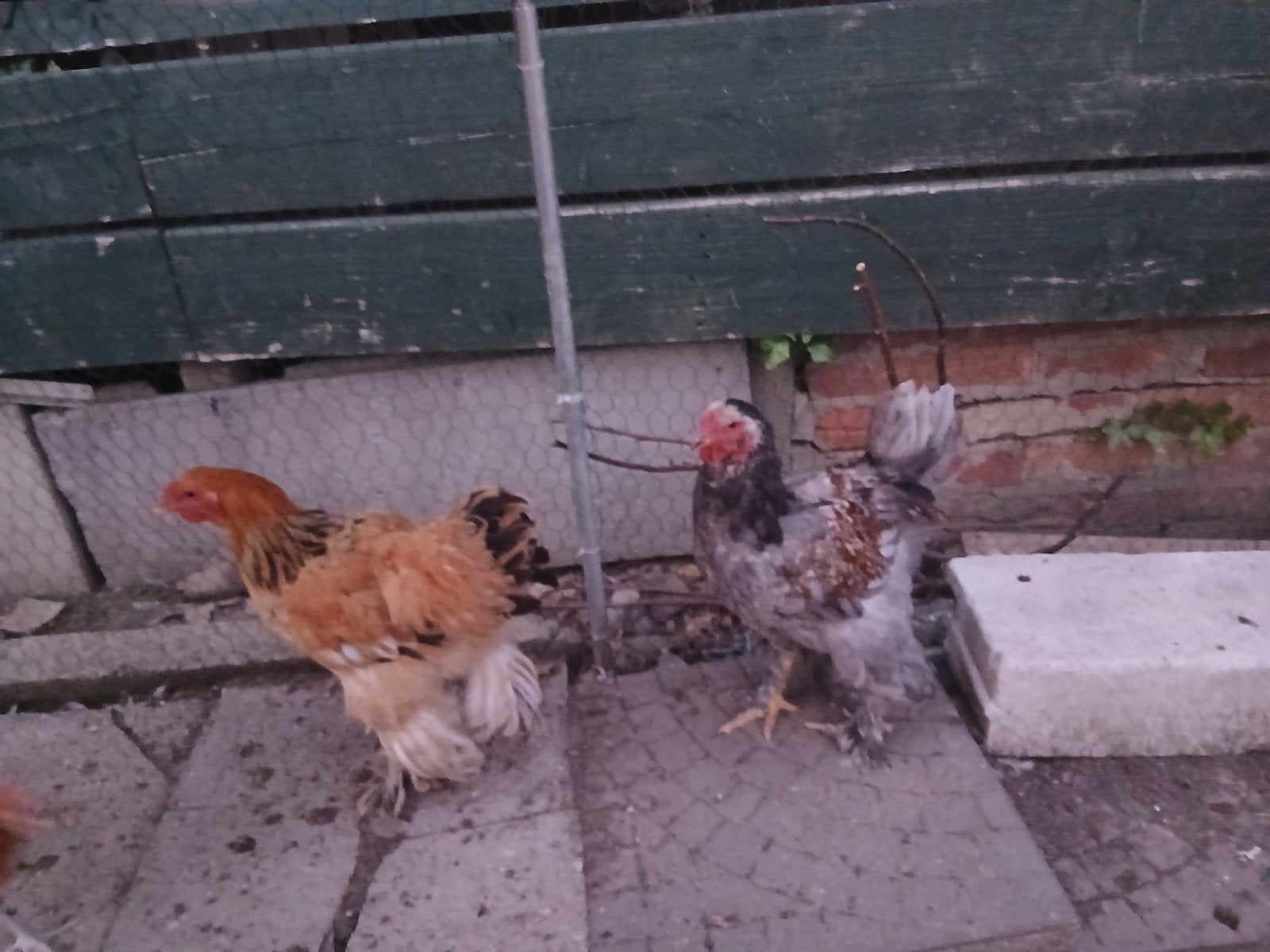 Hanen, Dieren en Toebehoren, Pluimvee, Mannelijk, Kip