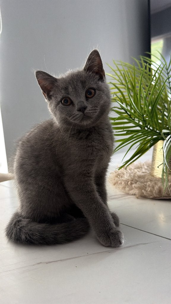 Britse korthaar  kittens 15 weken, Dieren en Toebehoren, Meerdere dieren, Ontwormd, 0 tot 2 jaar