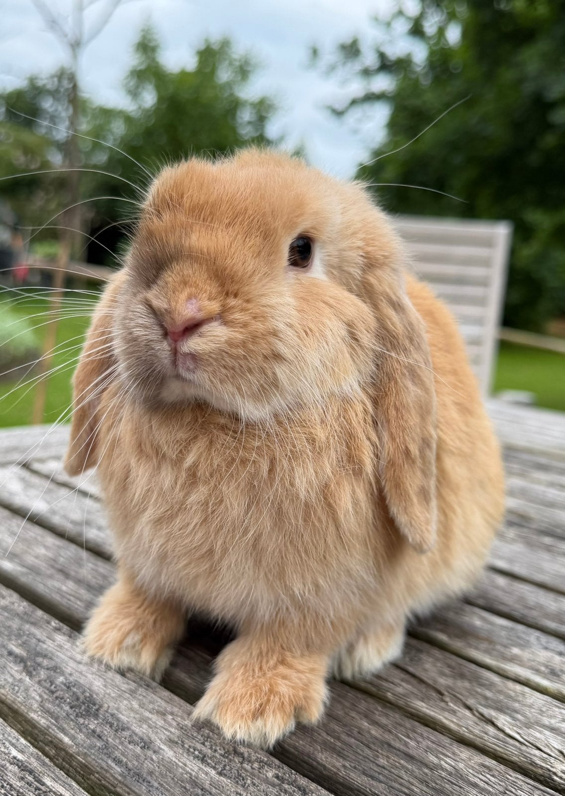 Minilop voedsters beschikbaar, Dieren en Toebehoren, Vrouwelijk, Dwerg, Hangoor, 0 tot 2 jaar