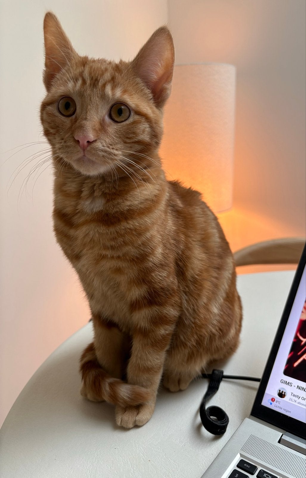 Gouden mandje voor lieve kater Leon, Kater, 0 tot 2 jaar