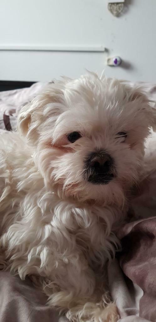 Shih Tzu DEKREU |  veel ervaring | kleur wit, Dieren en Toebehoren, Honden | Dekreuen, Reu, Parvo, Eén hond, 3 tot 5 jaar