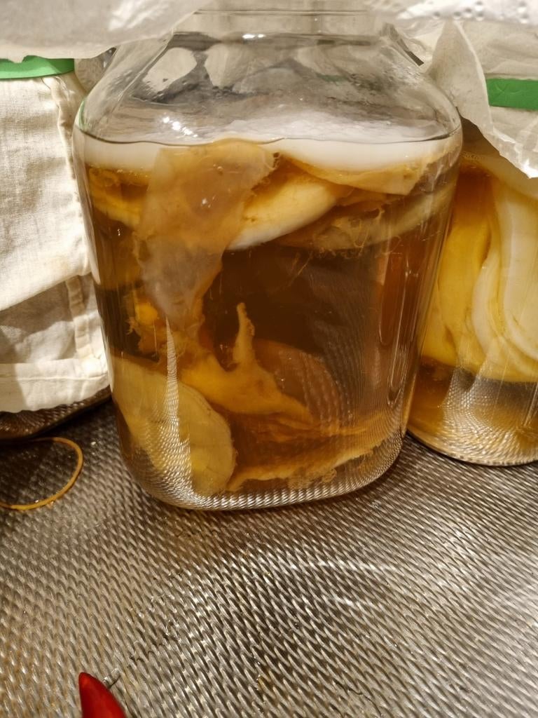 Biologische Scoby voor Kombucha, Ophalen
