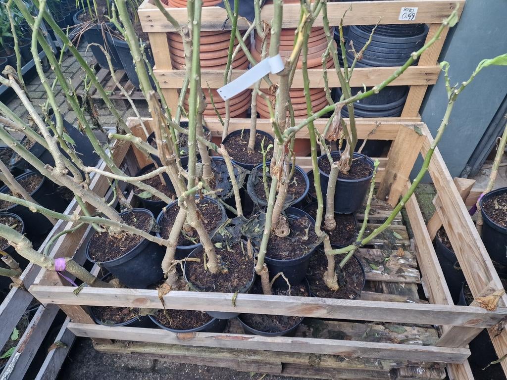 Rose brugmansia. Pink lady., Minder dan 3 m³, Ophalen of Verzenden